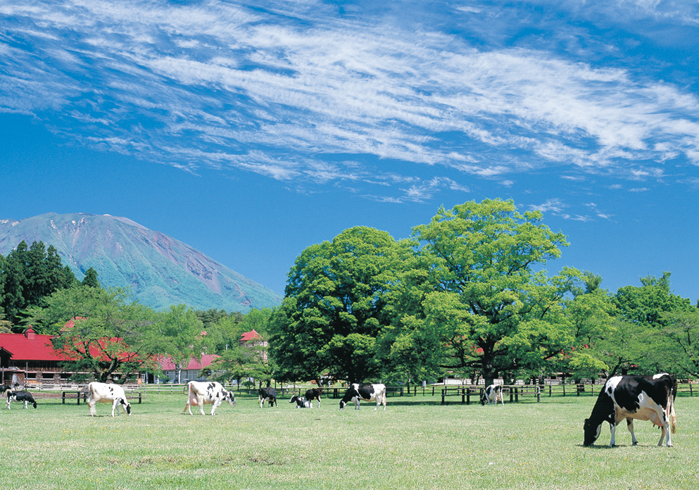 Koiwai Farm 