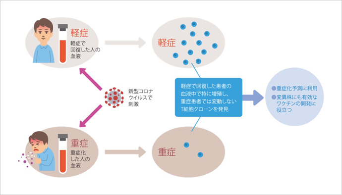 軽症で回復した患者の血液中で増殖し、重症化した患者の血液中では変動しないT細胞クローンを発見した。重症度予測や、ワクチン開発への活用が期待されている。※三菱財団 成果報告会講演資料より（提供：大阪大学）