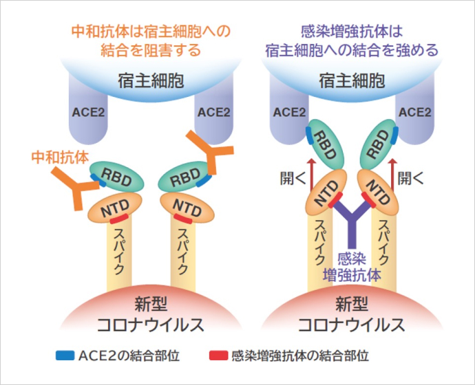感染すると新型コロナウイルスのスパイクタンパク質の結合部位（RBD）が私たちの細胞の受容体（ACE2）に結合しようとするのを中和抗体がブロックする（左）。同時に産生される感染増強抗体がスパイクタンパク質の構造を変化させ、RBDとACE2を結合しやすくし、感染力を高め、重症化につながる可能性が考えられている（右）。※三菱財団 成果報告会講演資料より（提供：大阪大学）