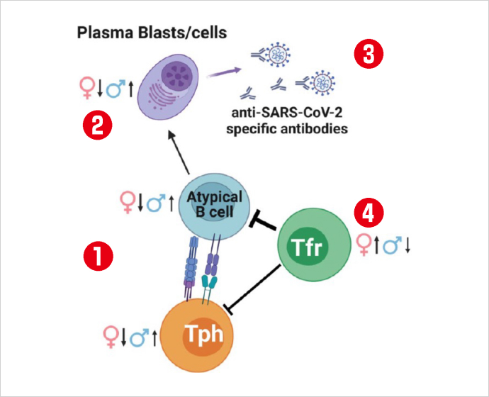 新型コロナウイルス感染症急性期における抗体産生調整機構の性差による違い。感染に素早くB細胞（Atypical B cell）が反応し、末梢性ヘルパーT細胞（Tph）との相互作用（①）により抗体産生を担うプラズマブラスト（Plasma Blasts）となり（②）、新型コロナウイルスに対する抗体（anti-SARS-CoV-2）を産生する（③）。この抗体産生を調整している濾胞性制御性T細胞（Tfr）が減少する傾向が男性のほうが強いことがわかった（④）。※三菱財団 成果報告会講演資料より（提供：大阪大学）