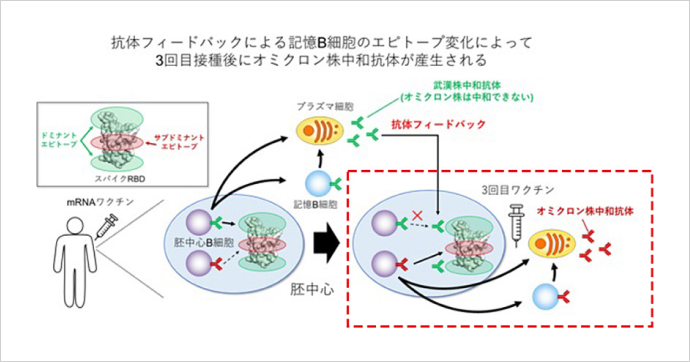 3回目のワクチンではサブドミナントエピトープを認識する記憶B細胞の割合が増加、これを認識する抗体はオミクロン株を中和できることがわかった（点線部分）。※三菱財団 成果報告会講演資料より（提供：大阪大学）