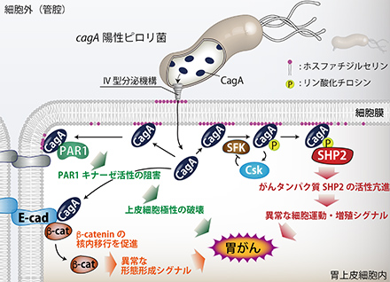 【写真3】ピロリ菌内のタンパク質「CagA」による細胞増殖シグナルの発生と、胃の上皮細胞の破壊のメカニズム。SHP2とPAR1が、がん発生に関与。