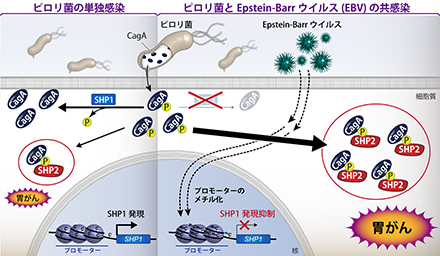 【写真8】胃がんにおけるピロリ菌とEBウイルスの共犯作用。CagAの発がん活性を抑制する新しい酵素「SHP1」も発見。SHP1はSHP2と似た構造だが、機能は正反対。