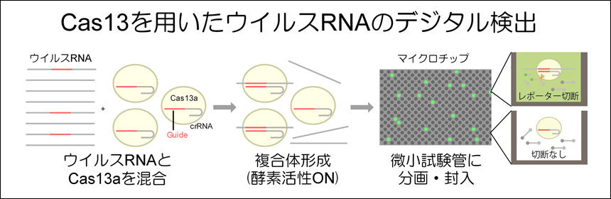 【写真6】Cas13aを用いたウイルスRNAのデジタル検出原理。ポイントはウイルスRNAの有無を蛍光情報へ変換したこと。そして、その『蛍光を発する試験管の個数＝ウイルスRNAの個数』であることだ。