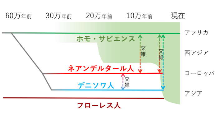 60万年前以降の人類の系統と地理分布の模式図。ホモ・サピエンス（新人）は、20万～30万年前にアフリカで誕生した人類の系統。同時代のヨーロッパやアジアにはネアンデルタール人やデニソワ人、フローレス人などのいわゆる旧人や原人がいた。ホモ・サピエンスの地理分布拡大（緑色で表示）により、ネアンデルタール人やデニソワ人と出会い交雑が生じた。その後、4万年前頃にホモ・サピエンス以外の人類は絶滅した（図は門脇教授作成）。