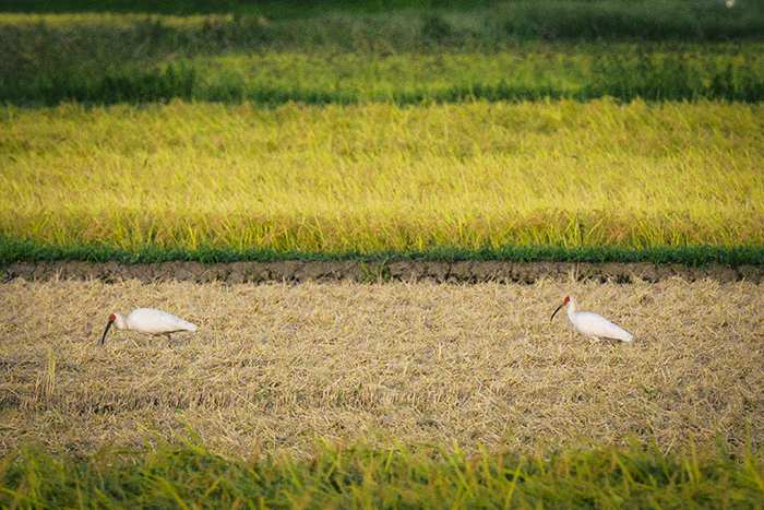 ご当地情報 メインビジュアル