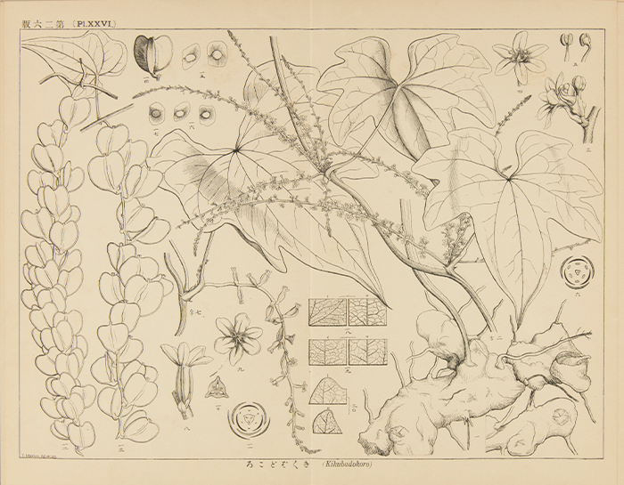 牧野富太郎『日本植物志図篇』より1888～91（明治21～24）年　東京刊