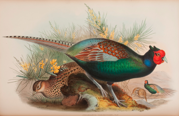 ジョン・グールド『アジアの鳥類』より「雉」1850~83年 ロンドン刊