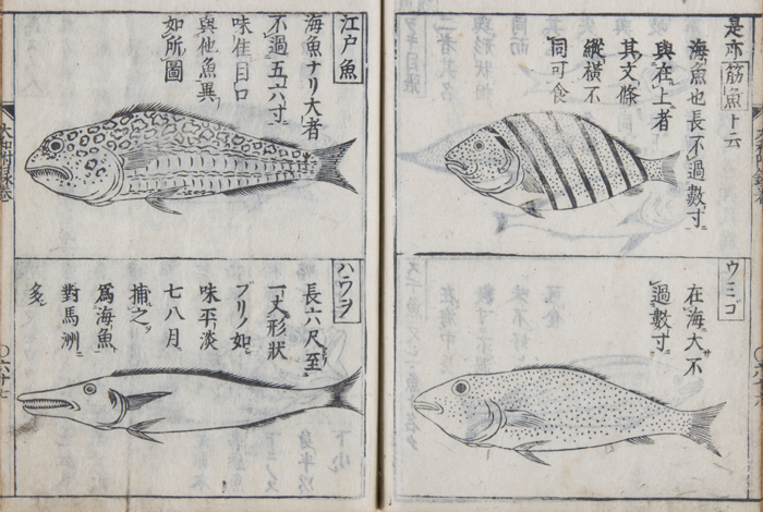 貝原益軒『大和本草』より1709~15(宝永6~正徳5)年