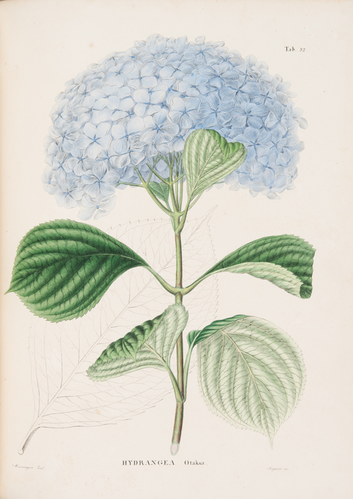 フィリップ・フランツ・フォン・シーボルト『日本植物誌』より1835～70年　ライデン刊