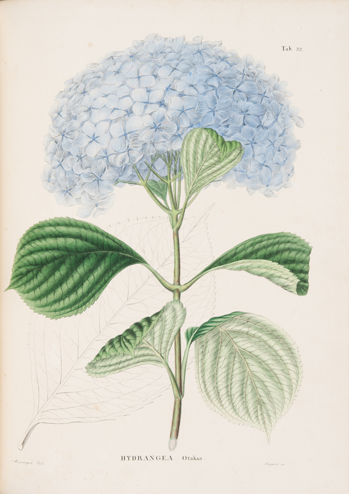 フィリップ・フランツ・フォン・シーボルト『日本植物誌』より1835~70年 ライデン刊