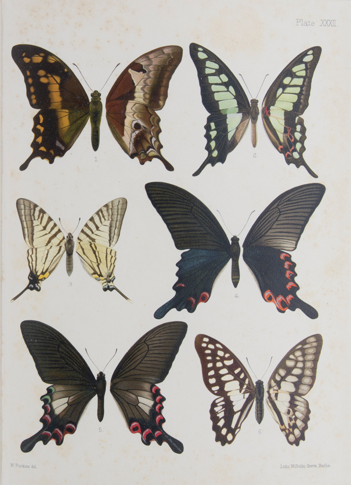 ジョン・ヘンリー・リーチ『中国・日本・朝鮮の蝶類』より1892～94年　ロンドン刊