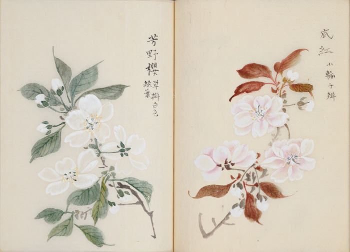 『桜華八十図』より(作者、制作年不明)
