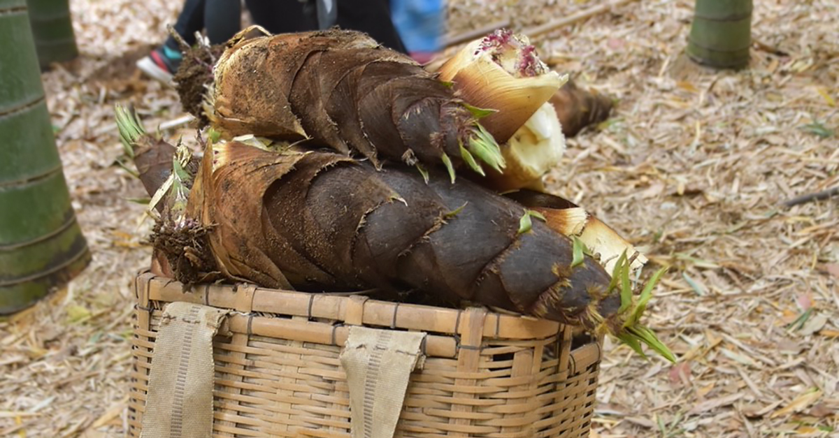 笑顔はじける 子どもたちのたけのこ掘り体験 | 三菱グループサイト